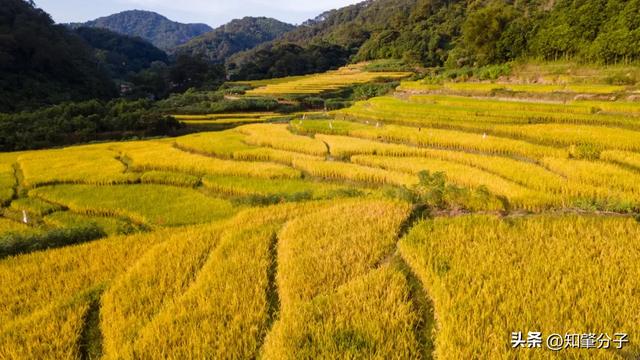 肇庆这里藏着“梯田胜境”,美得不像话!