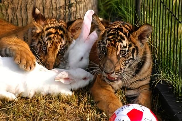 奇幻森林：虎猫奇缘