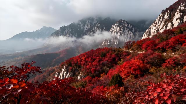嵩岳丹枫燃暮色，汴梁金蕊醉商都 —— 郑州清秋纪行笺