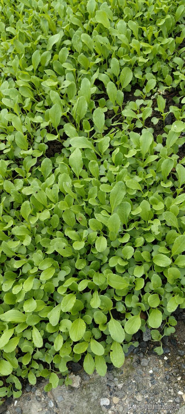 庐山游记-01来庐山，心悠然