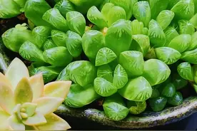想要多肉安全度夏，一定要注意这5点，多肉度夏看这一篇就够了图片