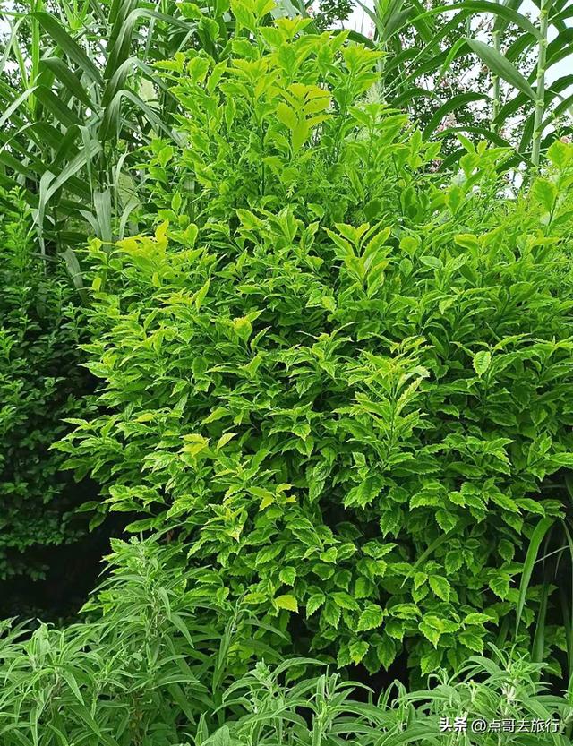 成都市内超级大草坪，美得让人惊叹，是摄影者的天堂，公交车直达