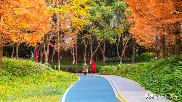 红了红了！东坡水杉出片率100%