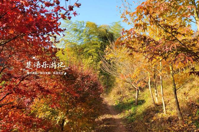 宁波这处秋色又到最美时刻，4条古道串联起近10个村庄，值得推荐