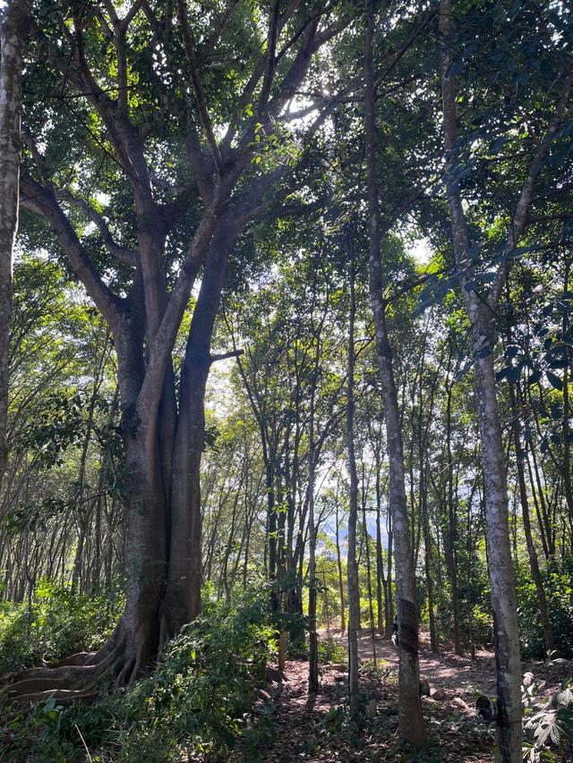 云南边境西双版纳，真正的千年古寨，当地村民还住在吊脚楼中