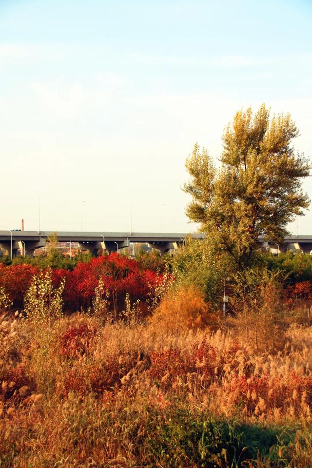 北疆文化 遇鉴赛罕 | 秋色漫卷赛罕:快将秋日打包,赶赴一场赛罕秋约!