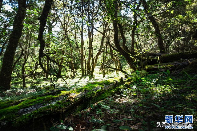 在云南普达措景区感受夏日清凉