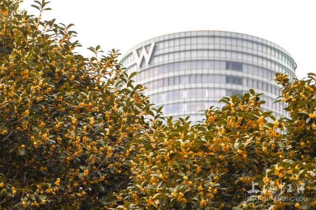 满城甜香，速赏桂花！莫要错过这迟来的秋日芬芳