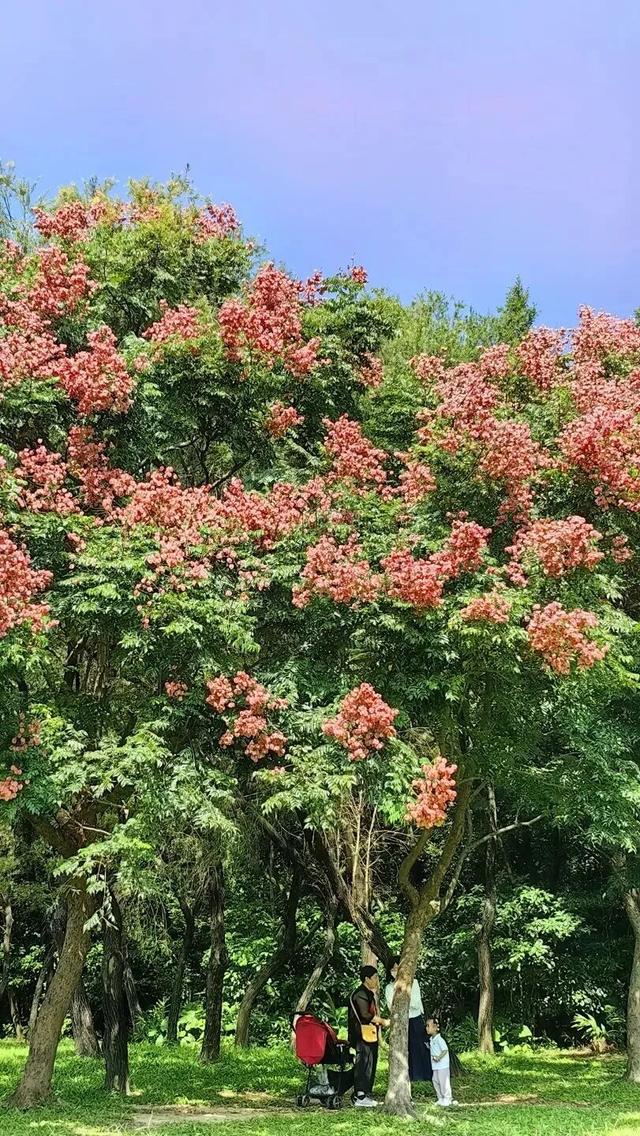 开始红了！就在莲花山，很多深圳人都在“蹲”！