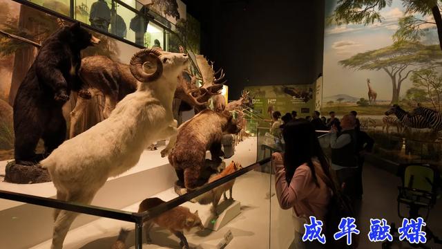 成都自然博物馆上新！孩子们都玩嗨了～| 成华融媒