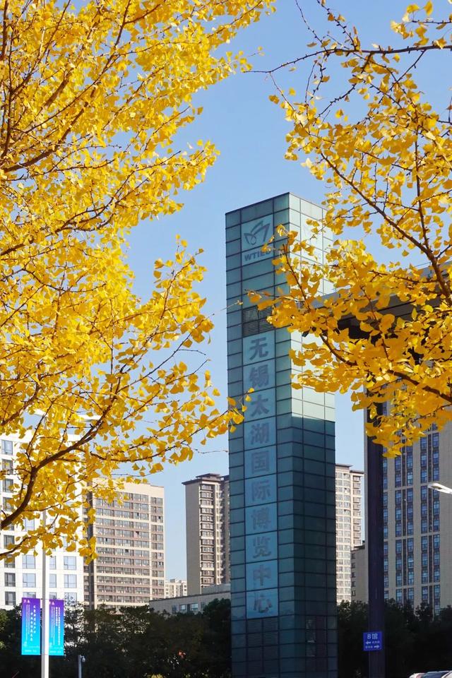 无锡这条路，又火了！