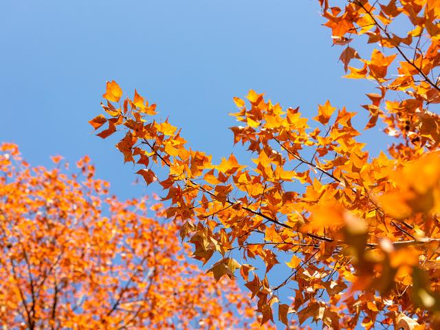 风墨壁纸 | iPad平板电脑自由枫叶ins山4k超清横屏风景壁纸