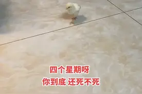 孩子养鸡当宠物，家长盼鸡早点死，没想到评论区同款家长太搞笑图片