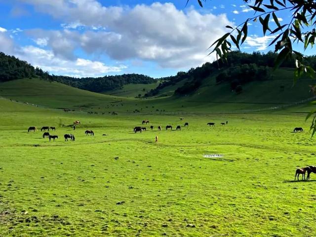 雨洗关山，草原焕新｜快来关山草原“吸氧”吧！