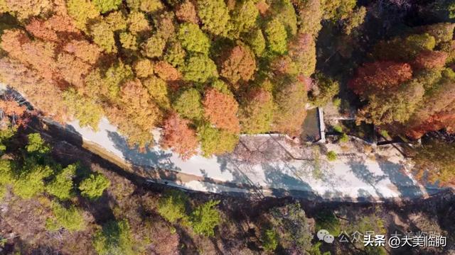 初冬，山东临朐嵩山水杉林太美了！