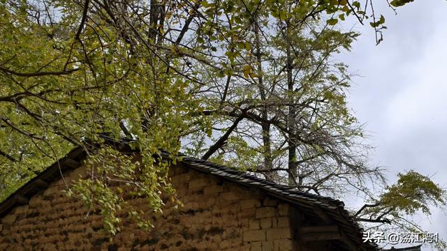 游长岗岭古村，观飘黄银杏