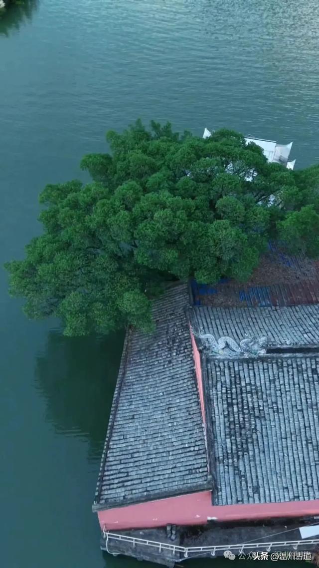 温州最孤独的水中寺庙，一树一庙一孤屿，你可去过?