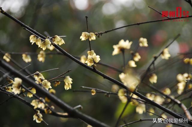 暗香浮动！柳州这的蜡梅开啦，盛花期就在→
