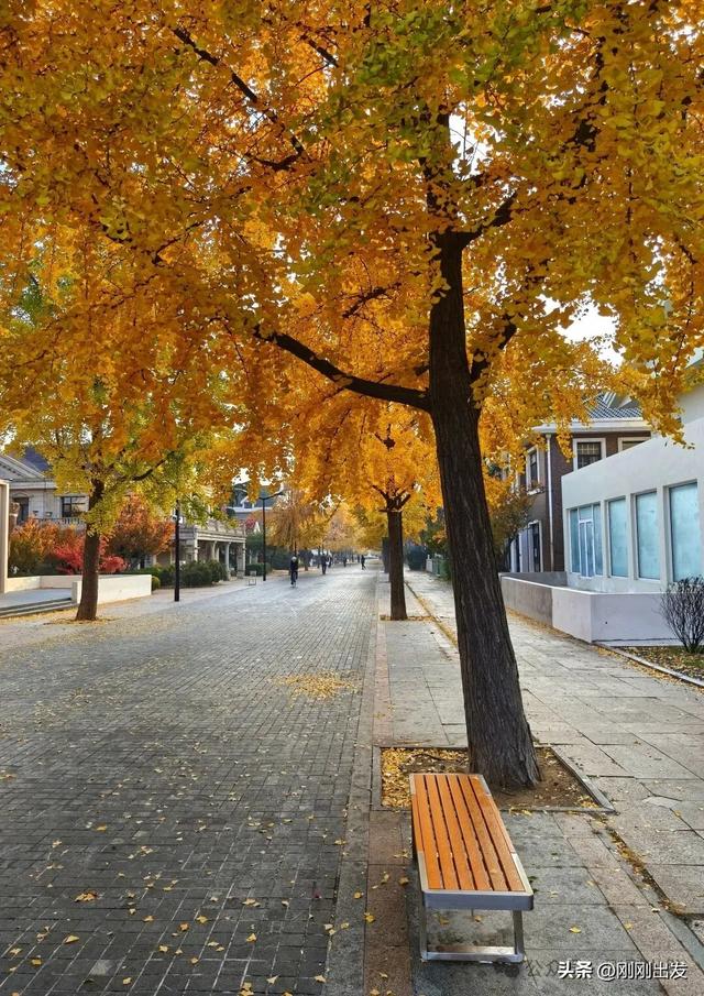 大连市内最火银杏大道正当时，满地金黄，快来打卡吧