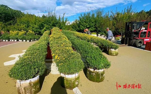 哈尔滨秋季旅游“重头戏”，香坊区第22届菊花展下周启幕！