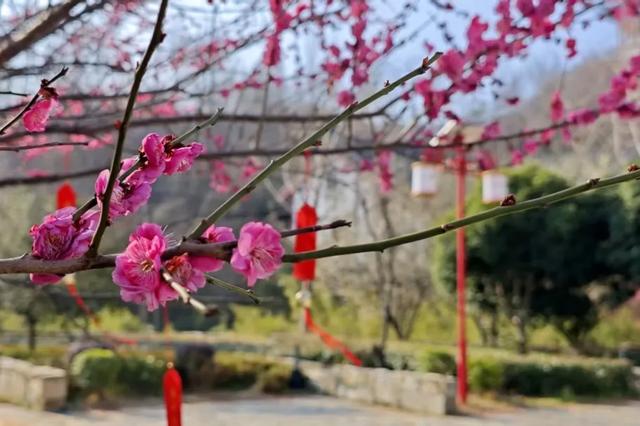 观音湖梅樱盛放！承包你的赏花浪漫