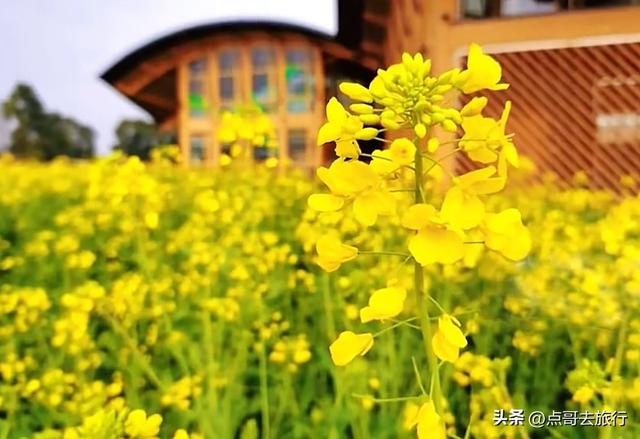 成都春天最美花开了，既壮观又唯美，这4处全免费，地铁公交可达