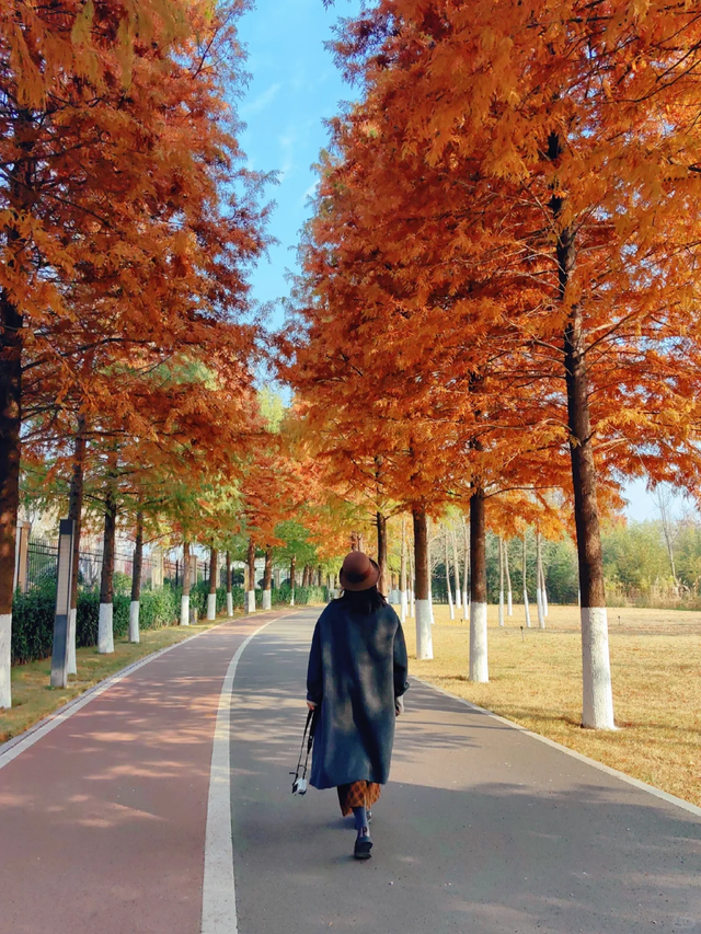 临沂「红杉」「红枫」浓度拉满，出片率100%