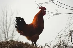 鸡在南阳民俗中的作用图片