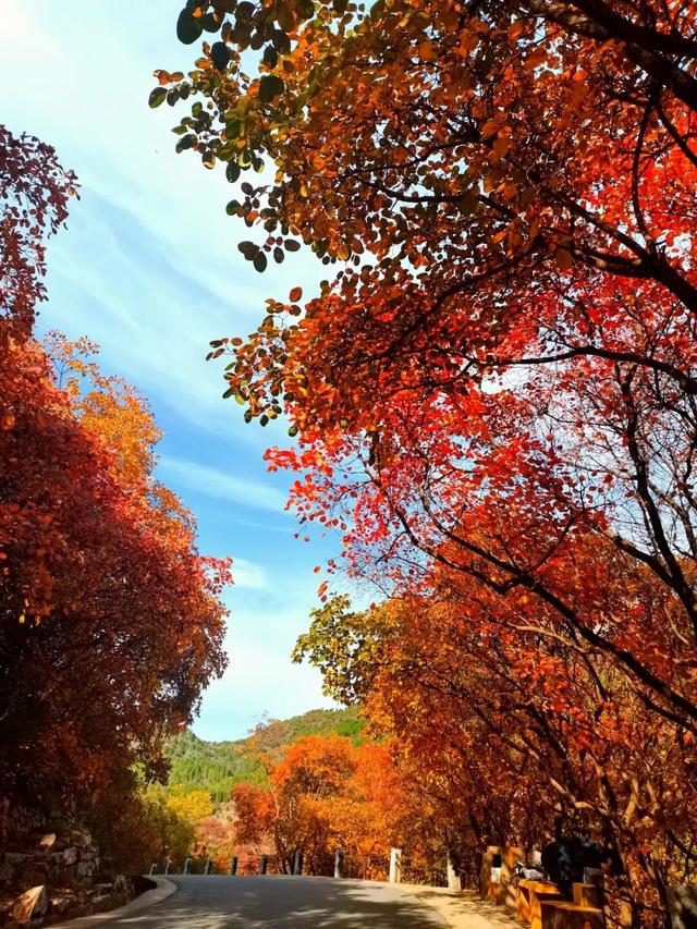 周末出发！济南这条自驾线路串起古建、名泉、红叶，美极了！