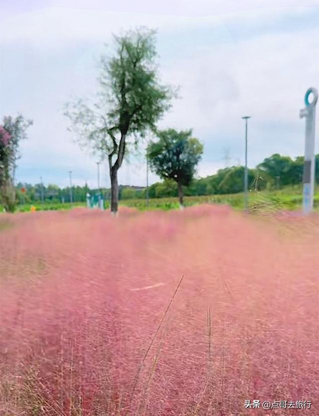 成都粉黛草花开了，景色壮观拍照惊艳，不要门票，地铁公交直达！