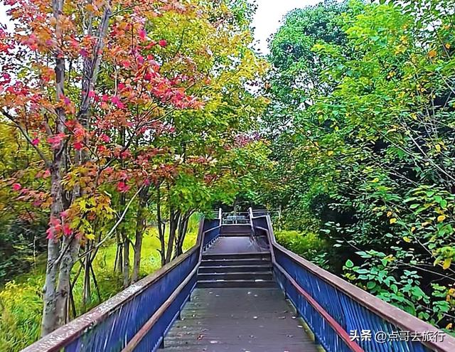 成都市区4大枫叶观赏地，彩林超惊艳，都不要门票，公交车可达！