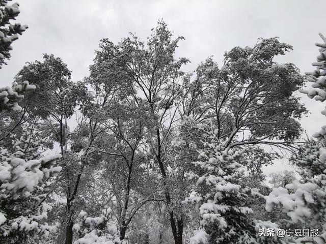 固原首场秋雪奏响季节交响曲 这是一次秋与冬的诗意碰撞