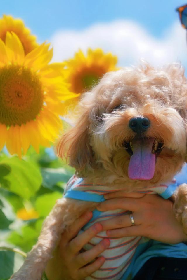 🌻观山湖超小众向日葵花海 私藏0元打卡地