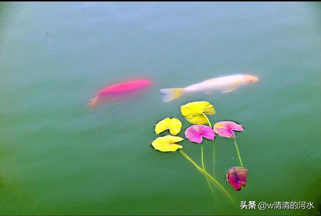 荷花是夏季里最曼妙的风景