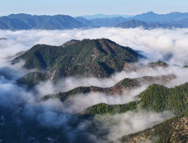 首次发现仅3株，25年云南又发现2株，网友：不稀奇	，老家遍地都是