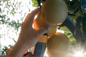 秋天当食秋月梨，百果园第二期“好果报恩”物有所值图片