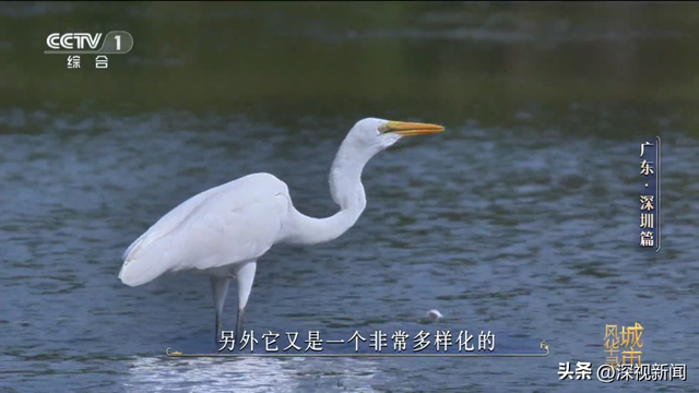 央视《城市风华录》走进深圳，解锁深圳N种“奇迹”的打开方式
