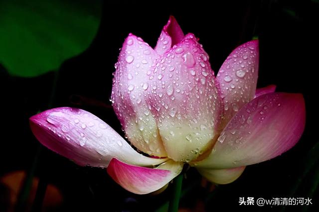 荷花是夏季里最曼妙的风景