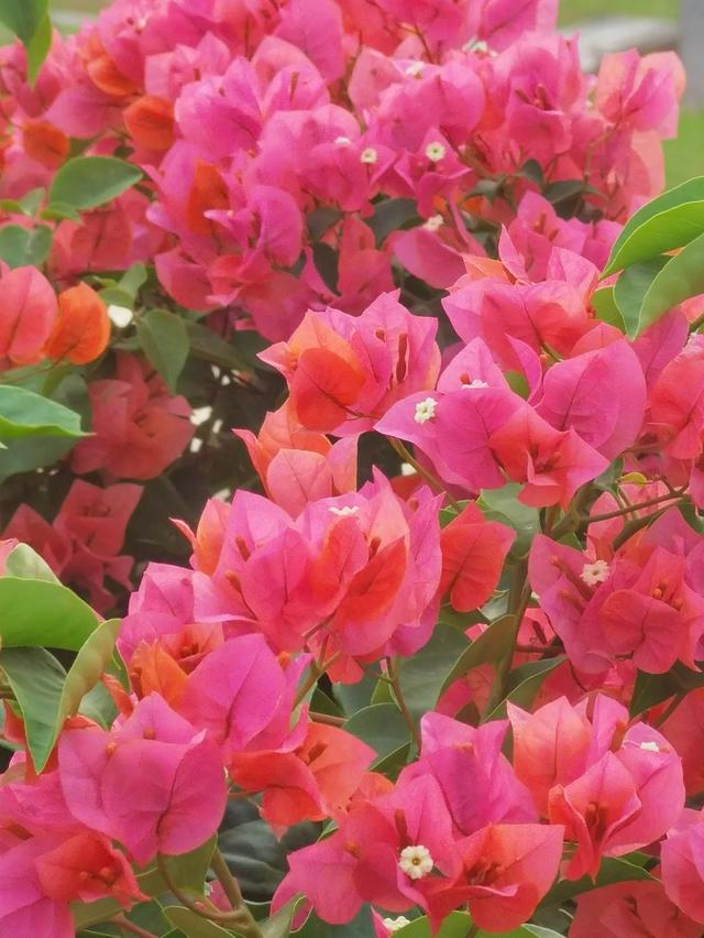 初冬“梅”好时光已至，惠城处处皆“花路”