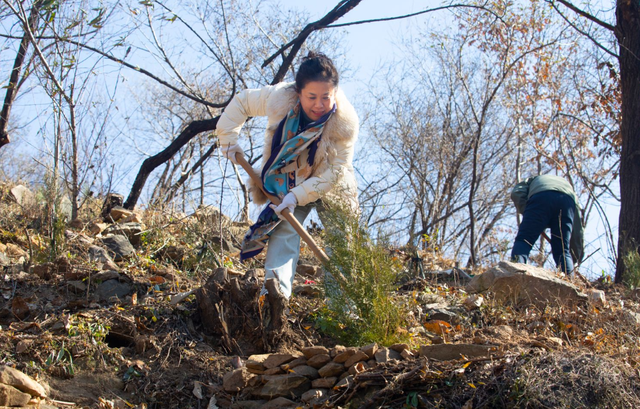 传承2100年汉柏基因 泰山桃花源添77株“古树后代”