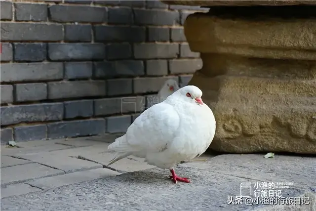 西安面积最大的免费古寺，地处闹市，幽深静谧！秋色正浓