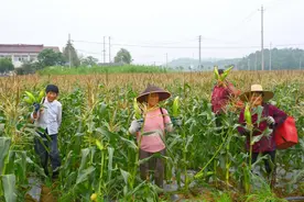 溧水晶桥镇笪村：百亩牛奶玉米喜获丰收 特色种植助农增收图片
