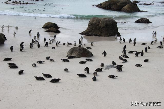 南部非洲：南非开普敦企鹅岛