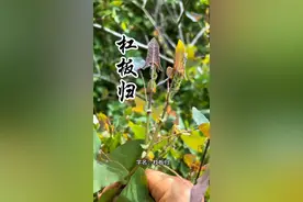 五种“缠腰蛇”都害怕的植物，看看你的家乡还有没有！图片