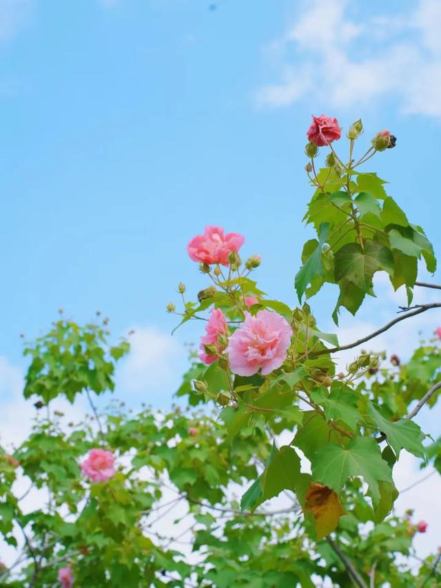 会“变脸”的花开了,醉了!去这些地方邂逅→