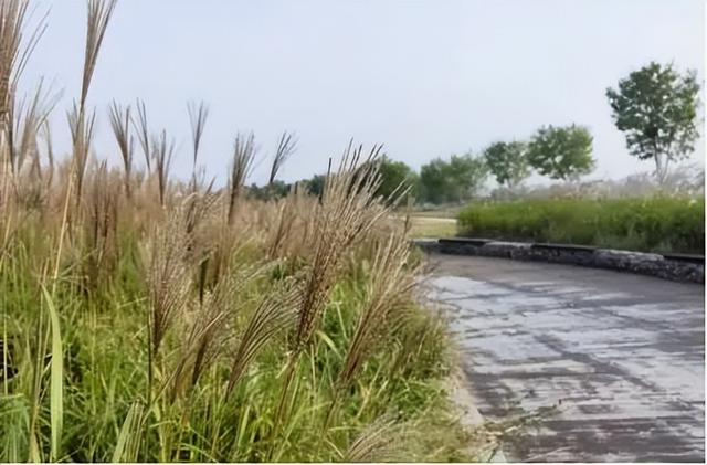 一叶知秋！2025年石家庄市城区赏秋指南来啦 这些地方别错过