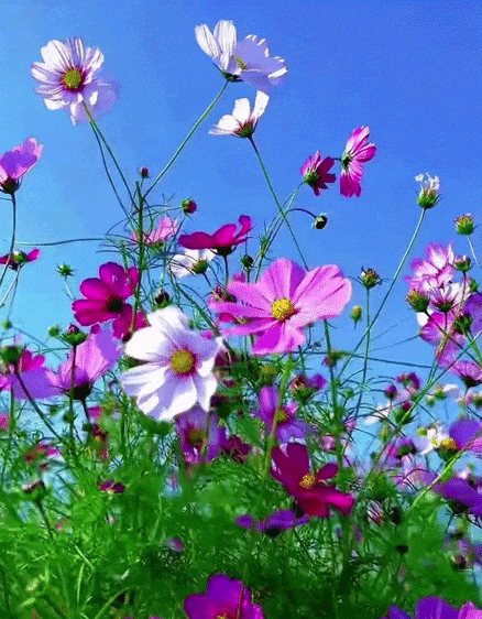 正月十四，春色满园，漂亮极了！