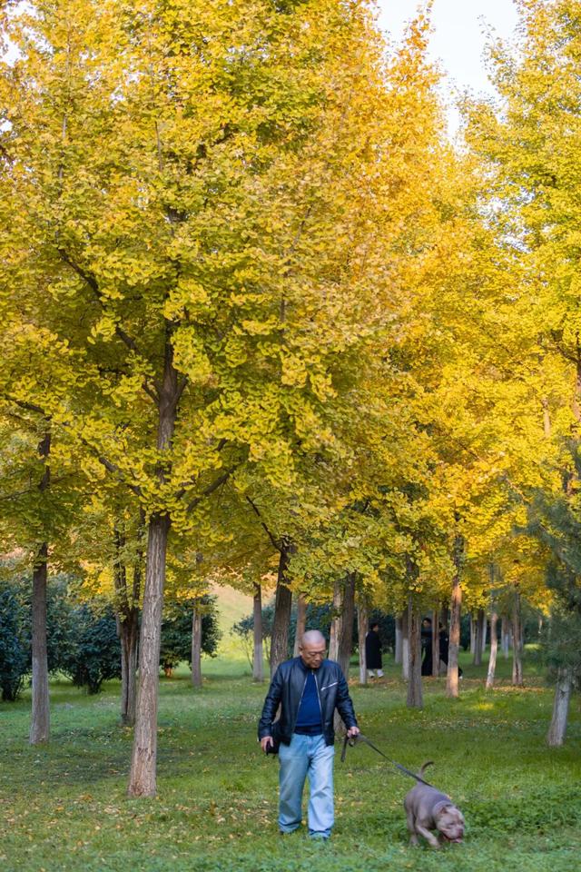 未央之秋，共赴一场金色约会