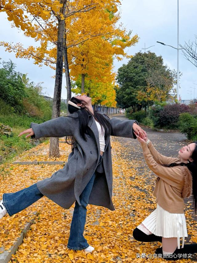 最是银杏橙黄时 修文县上百亩银杏林迎来最佳观赏期