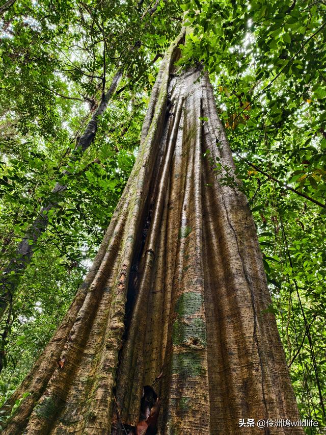 马来西亚(30)砂拉越州④姆鲁山徒步线路